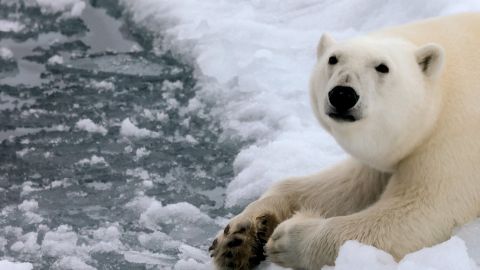 Oso polar mata a una mujer y a su hijo de un año en un ataque "extremadamente raro"