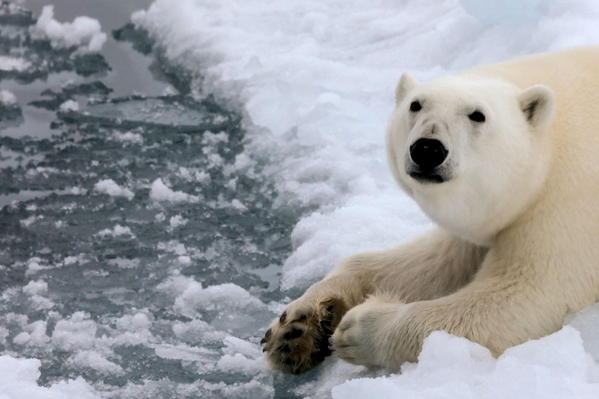 diente de oso polar