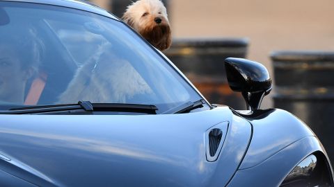 Florida busca prohibir que los perros saquen la cabeza por las ventanas en automóviles en movimiento