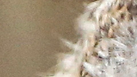 Un búho se escapa del zoo y se convierte en una celebridad en Nueva York