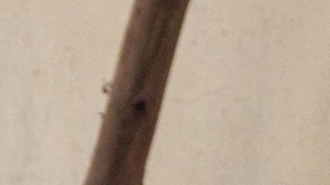 Descubren en África brote del virus de Marburgo que cauda fiebre hemorrágica casi tan letal como el ébola