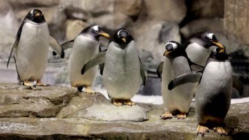 Foto referencia de pingüinos.