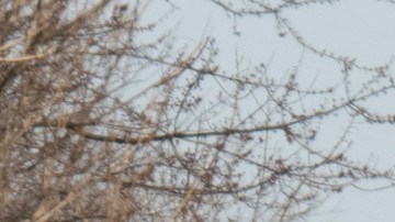 Tras descarrilamiento de tren con químicos tóxico en East Palestine, especialistas llaman al accidente como el “Chernobyl 2.0”