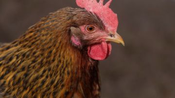 Ante una creciente amenaza que ha matado a millones de animales, EE.UU. probará vacunas contra la gripe aviar