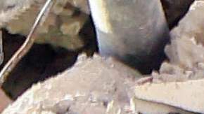 El canciller Marcelo Ebrard felicitó al can por su cumpleaños y por su trabajo.