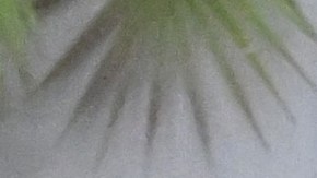 A teenager walks past a window of a flower shop decorated with teddy bears.