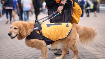 Perro vestido con la equipación del Wolverhampton de Inglatera.