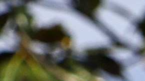 LOS ANGELES, CALIFORNIA - MARCH 15: A "For Lease" sign is posted in front of a house available for rent on March 15, 2022 in Los Angeles, California. Single-family rental home prices are soaring and increased a record 12.6 percent in January compared to the previous year, according to new data from CoreLogic. (Photo by Mario Tama/Getty Images)