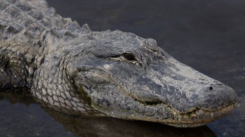 Caimán de 10 pies mata a una mujer de Florida de 85 años que defendió del ataque a su perro