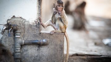 Zoo japonés resuelve el misterio de cómo una gibona se quedó embarazada mientras vivía aislada