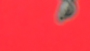 Tom Brady durante una rueda de prensa con Tampa Bay Buccaneers.