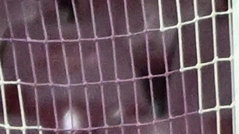 Ochoa se apoderó del arco del Salernitana.