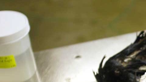 Existe evidencia de que la cepa de gripe aviar que circula actualmente ya se transmitió de las aves a varios mamíferos
