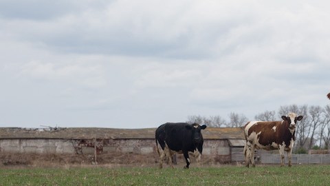 Guerra en Ucrania pone en peligro esfuerzos para salvar animales