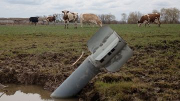 Guerra en Ucrania pone en peligro esfuerzos para salvar animales