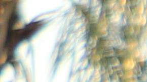 Autoridades de El Monte confiscan equipo de un puesto de tacos.