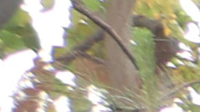 Trabajadores de salud en la ciudad de Lynwood.