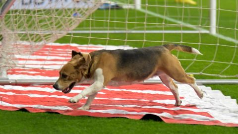 Una perrita irrumpió en el Estadio BBVA cuando jugaban Rayados de Monterrey vs. Toluca por la Liga MX.