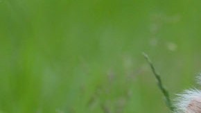 Según informó el propio influencer en su cuenta de Instagram, él mismo entrenó a un pequeño mono para manejar una pistola de tatuar