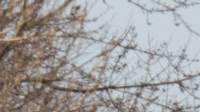 Liberan nube de gas tóxico mortal al hacer explotar un tren descarrilado en Ohio bajo una evacuación obligatoria