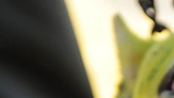 Las mordidas del perro dejaron sin glándulas salivales a su pequeña víctima