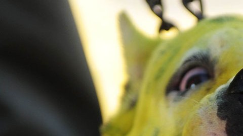 Las mordidas del perro dejaron sin glándulas salivales a su pequeña víctima