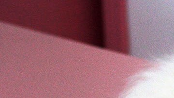 La app TTcare, desarrollada por la empresa surcoreana AI for Pet, ha sido galardonada con el Premio a la Innovación en el CES 2023