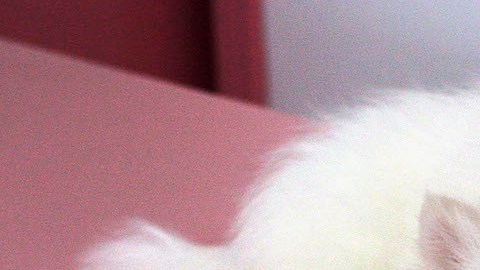 La app TTcare, desarrollada por la empresa surcoreana AI for Pet, ha sido galardonada con el Premio a la Innovación en el CES 2023