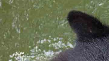 El oso estaba tratando de hibernar cuando tuvo la desgracia de que una de sus patas quedó atrapada