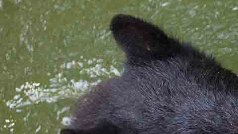El oso estaba tratando de hibernar cuando tuvo la desgracia de que una de sus patas quedó atrapada
