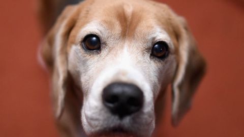 La dueña de Roscoe tiene la sensación de que en su momento alguien lo robó