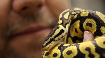 Una serpiente pitón puede llegar a sobrevivir hasta 30 años