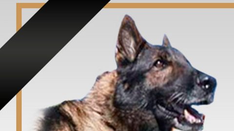México lamenta la muerte de “Proteo” el perro rescatista que buscaba a víctimas del terremoto en Turquía