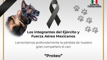 México lamenta la muerte de “Proteo” el perro rescatista que buscaba a víctimas del terremoto en Turquía