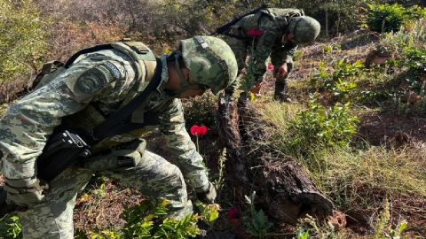 Ejército de México localiza y destruye enorme plantío de amapola, ubicado en zona dominada por la Cártel de Sinaloa