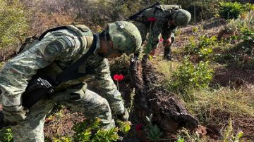 Ejército de México localiza y destruye enorme plantío de amapola, ubicado en zona dominada por la Cártel de Sinaloa