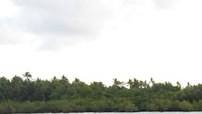 Se ha observado que cazan en grupo en bancos de peces, utilizando su pico en una secuencia de acciones que consiste en cortar, aturdir y comerse el cebo. / Foto: AFP/Getty Images