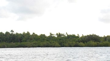 Se ha observado que cazan en grupo en bancos de peces, utilizando su pico en una secuencia de acciones que consiste en cortar, aturdir y comerse el cebo. / Foto: AFP/Getty Images