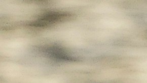 Video muestra como caimán de 10 pies captura a anciana de 85 años y la arrastra hasta su muerte en lago de Florida