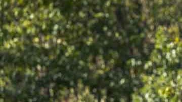 El impacto de la camioneta le ocasionó un derrame cerebral a Lisa Lenahan