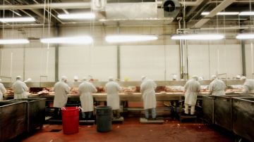 Varias personas con batas de color blanco que trabajan en una línea de producción en una empacadora de carne.
