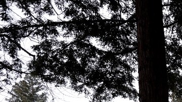 Imagen de una letra "G" de colores rojo, amarillo, verde y azul, en medio de un jardín.