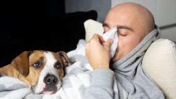 ¿Puede tu perro contagiarte gripe?