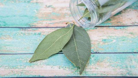 El laurel vibra con la energía del triunfo y el éxito.
