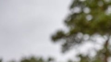 Un marine de EE.UU. practica con un cañón antiaéreo robotizado de última generación en septiembre de 2022.