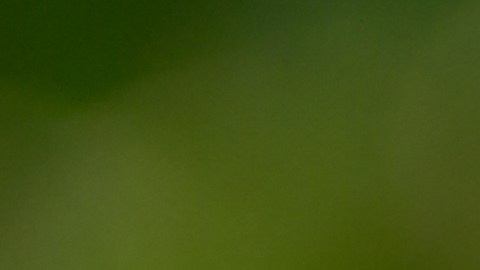Planta de ruda para limpias energéticas