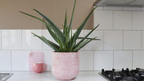 La sábila también es conocida como aloe vera.