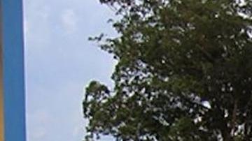 La enfermedad comienza bruscamente, con fiebre alta, dolor de cabeza intenso y malestar general severo. Muchos pacientes desarrollan síntomas hemorrágicos graves en un plazo de siete días