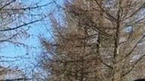 Guerra de Ucrania: Finlandia empieza a construir una valla en la frontera con Rusia para evitar la llegada de migrantes