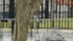 Activistas protestan contra el Proyecto Willow y alertan contra el impacto climático.